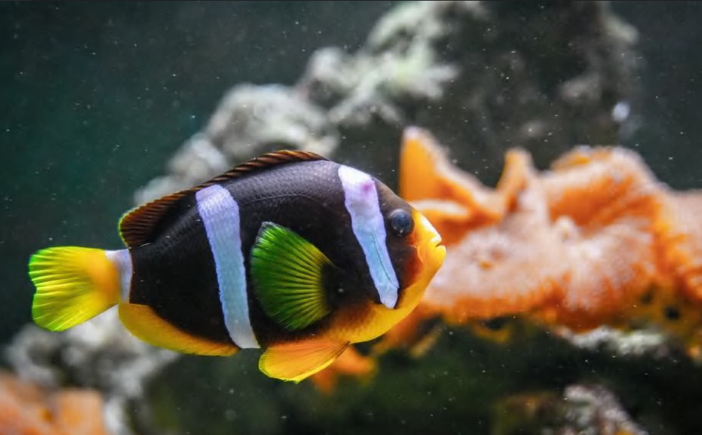 Laswim Factory Price Wholesale High-Efficiency Oxygen Generator For Aquaculture Water Supply Systems