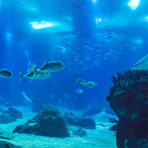 Laswim China Manufacturer Biological Filters For Ponds And Aquariums, Life Support System, LSS, RAS